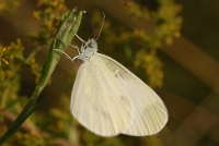 Leptidea sinapis